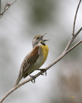 Dickcissel 4513